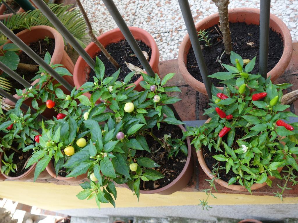 B&B Giulia Taormina Eksteriør billede